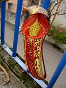 Nepenthes sibuyanensis x mixta 7